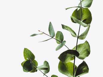 Plant on my desk is a friend - Featured image